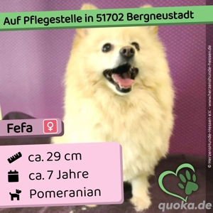 Fefa sucht ein Zuhause