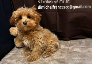 Maltipoo Welpen - 21 wochen alt