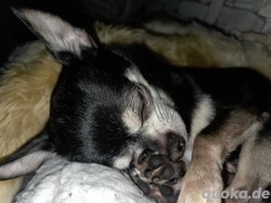 mini chi bub (7 Jahre)