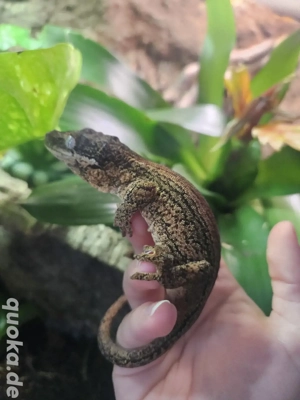 1.0 Rhacodactylus Auriculatus 2023