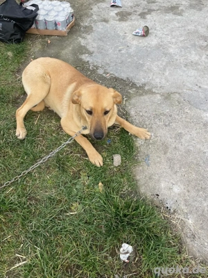 Gerettet & bereit für ein liebevolles Zuhause   10 Monate alte Welpin