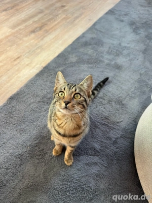 Bengal Kitten (Nala 4 Monate)