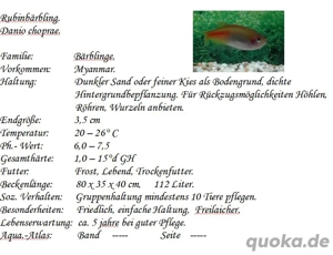 Rubinbärbling Bild 2