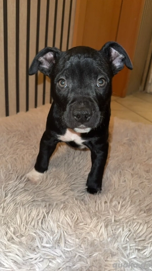 American Staffordshire Terrier