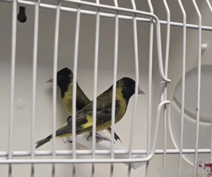 Schwarzkopf-Girlitze