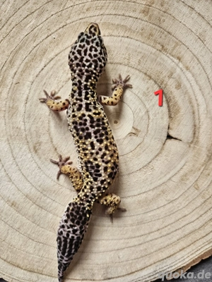0.4 Leopardgeckos 