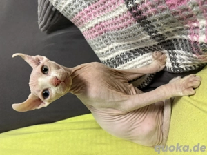 Wunderschöner odd eyed Kater    