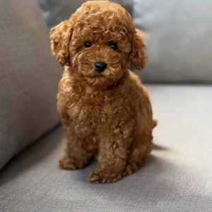 Wunderschöne Toypudel Toy-Pudel Welpen