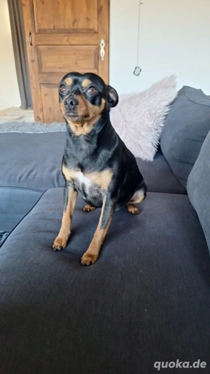 zwergpinscher Deckrüde 