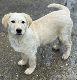 Mex - lieber Labbi-Mix sucht sein Zuhause