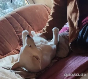 Rieke - liebebedürftiges und verspieltes Hundekind Bild 9