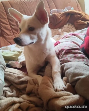 Rieke - liebebedürftiges und verspieltes Hundekind Bild 8