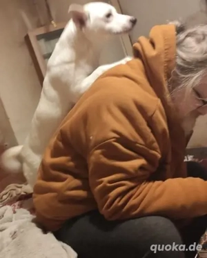 Rieke - liebebedürftiges und verspieltes Hundekind Bild 7