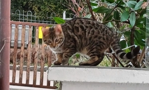 Kitten zum verlieben. 