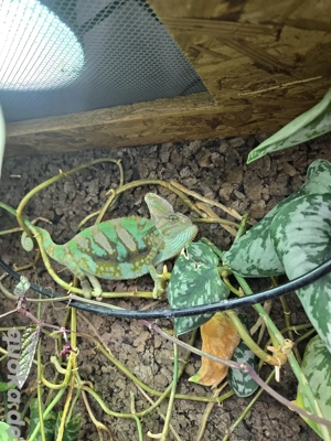 Jemenchamäleon mit Terrarium 