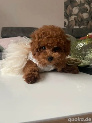 Toy Pudel welpen RedBraun