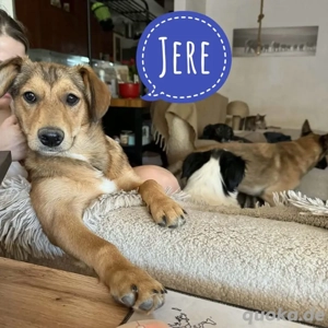 Jere, lieber und junger Dachsbracke Mischling, katzenverträglich