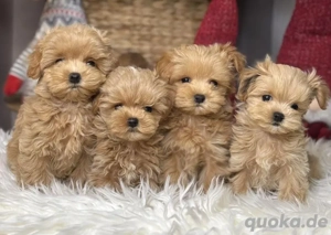 Wunderschöne Maltipoo-Welpen, männlich und weiblich, zur Adoption verfügbar 