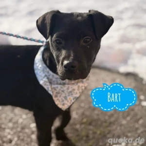 Bart, lieber und verspielter Welpe, Labrador Shar Pei Mix