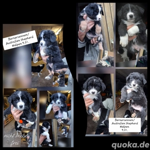 Bernersennen Australien Shepherd Welpen 