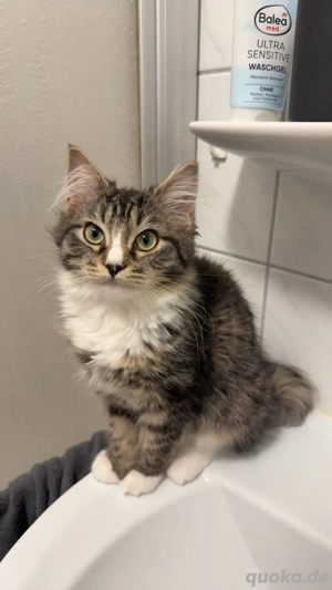 Maine Coon Ragdoll Mix