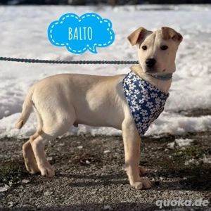 Balto, verschmuster Labrador Shar Pei Mix Welpe