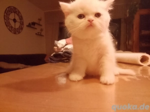 Bkh Kätzchen zu vergeben