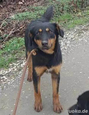 Kendo, süßer und junger Mischlingsrüde, sucht dringend ein Zuhause Bild 3