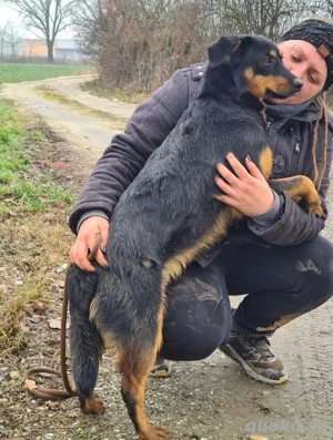 Kendo, süßer und junger Mischlingsrüde, sucht dringend ein Zuhause Bild 6