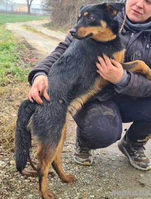 Kendo, süßer und junger Mischlingsrüde, sucht dringend ein Zuhause Bild 5