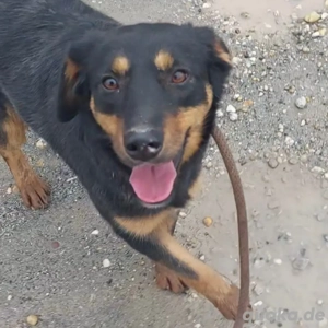 Kendo, süßer und junger Mischlingsrüde, sucht dringend ein Zuhause Bild 4