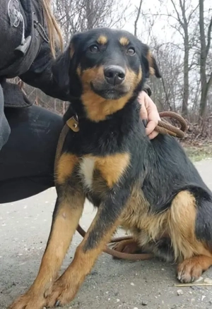 Kendo, süßer und junger Mischlingsrüde, sucht dringend ein Zuhause Bild 2