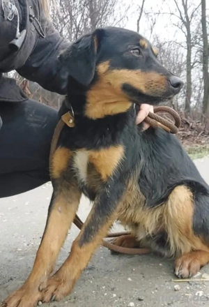 Kendo, süßer und junger Mischlingsrüde, sucht dringend ein Zuhause Bild 7