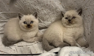 bkh kitten reinrassig nur noch 2 übrig