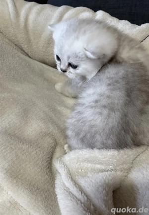 Britisches Kurzhaarkätzchen Baby (weiblich)