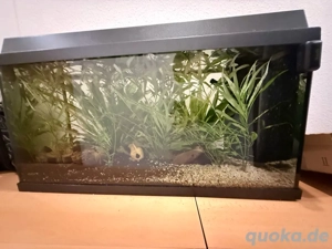 juwel 100 aquarium mit fischen