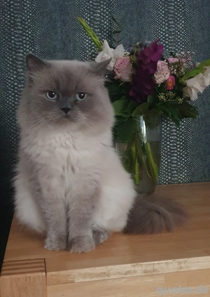 Perser Deckkater Tabby erwartet rollige Damen 