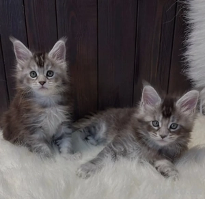 Wir haben noch zwei wunderschöne Maine-Coon-Kätzchen, die ein neues Zuhause suchen. Nur zur Vermietu