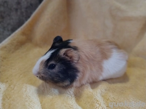 Meerschweinchen Weibchen 