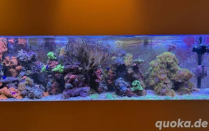 Meerwasser Aquarium Auflösung (ohne Fische)