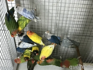 Rosenköpfchen Pfirsichköpfchen Unzertrennliche