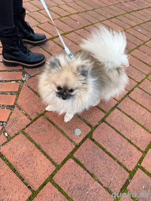 Pomeranian welpe 