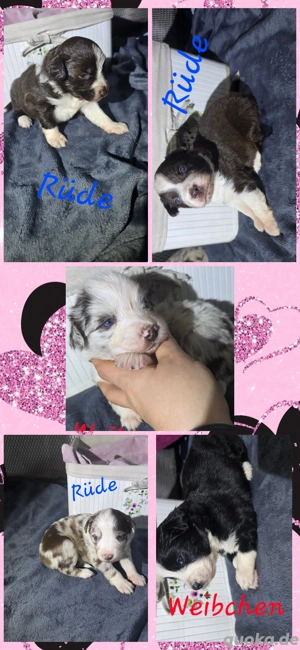 Miniatur Australian Shepherd 