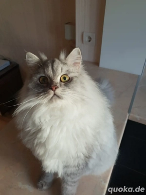 Perser-Mix Ares sucht ein zuhause mit Gesellschaft