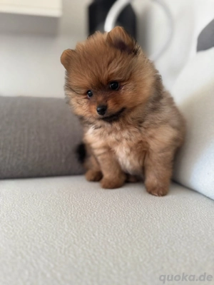 Pomeranian  Zwerkspitz welpe Männchen 