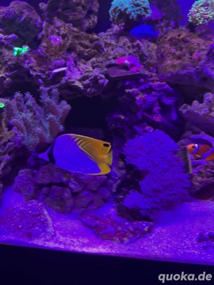 Chaetodon Lunula ( Lunula Falterfisch) Tausch gegen Koralen