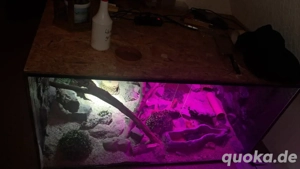 6 Leopardgeckos (ca. 3 Jahre) + großes Holzterrarium   handzahm   komplett abzugeben