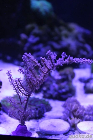 Pinnigorgia sp. - Gorgonie