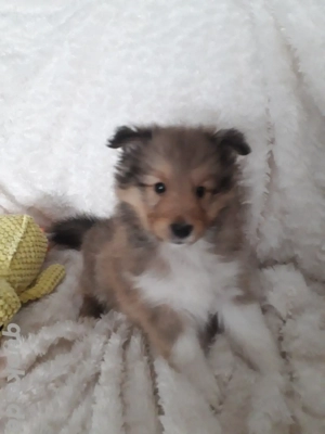 Sheltiewelpen mit VDH-Papiere Bild 4