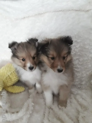 Sheltiewelpen mit VDH-Papiere Bild 2